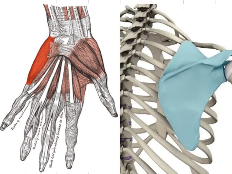 Unique aspects of Calisthenics
